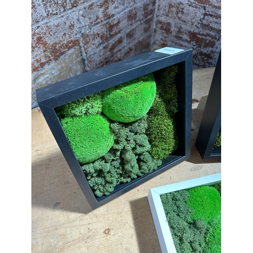 199 - Three Living Moss Art  Frames