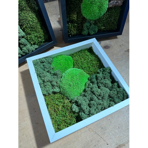 199 - Three Living Moss Art  Frames