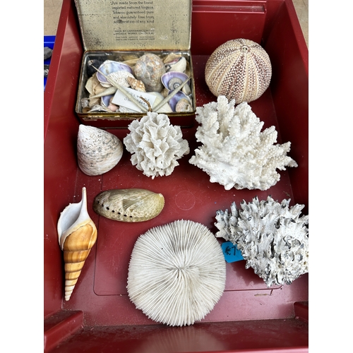 261 - Two Trays of Vintage Shells, Coral, Fossils & Finds