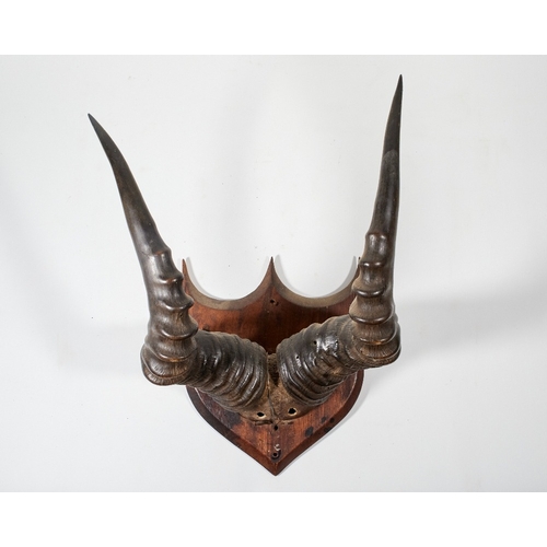 34 - A taxidermy mounted Wildebeest skull cap and horns, Engaruka, Tanzania, dated 1931 and titled 'WILDE... 
