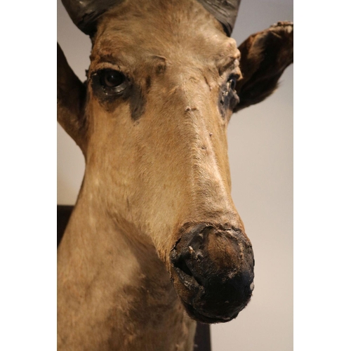 186 - TAXIDERMY: GAZELLE HEAD