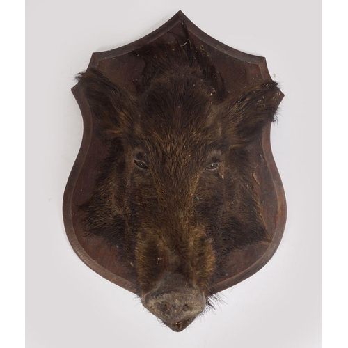 341 - TAXIDERMY; BOAR'S HEAD TROPHY