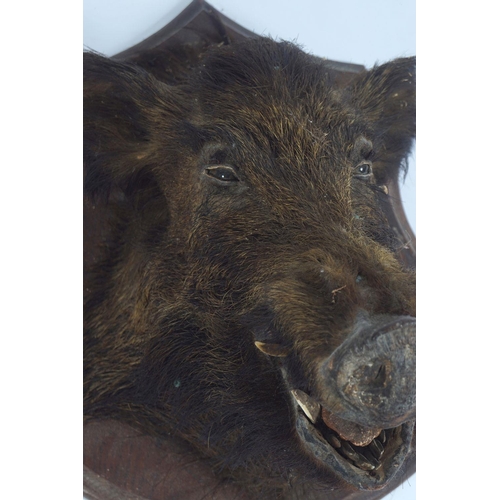 341 - TAXIDERMY; BOAR'S HEAD TROPHY