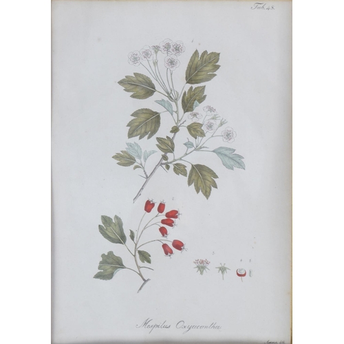 518 - SET OF 4 19TH-CENTURY BOTANICAL PRINTS