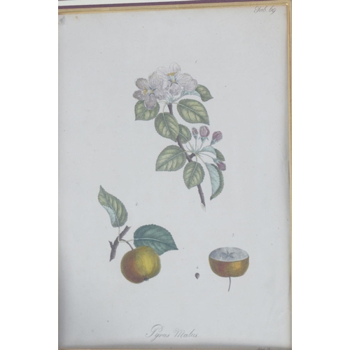 518 - SET OF 4 19TH-CENTURY BOTANICAL PRINTS