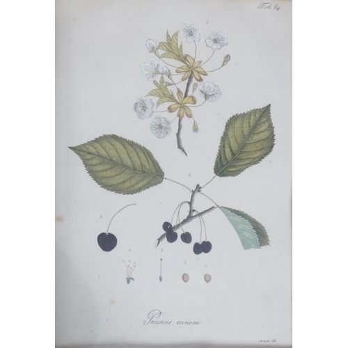 518 - SET OF 4 19TH-CENTURY BOTANICAL PRINTS