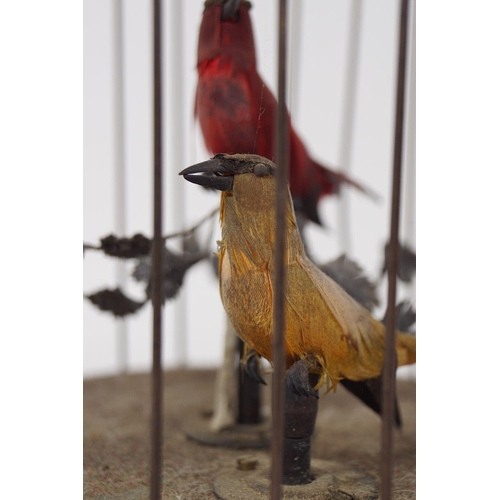 168 - BIRD CAGE AUTOMATON