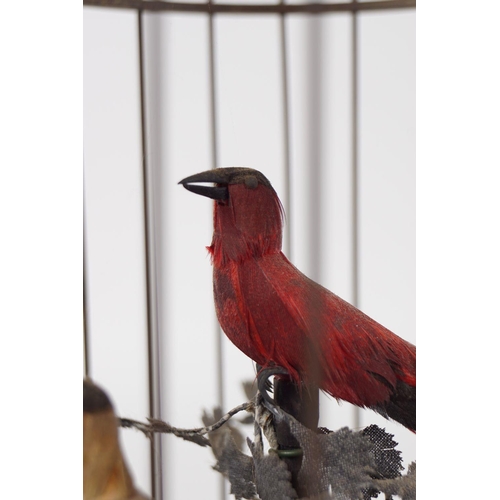 168 - BIRD CAGE AUTOMATON