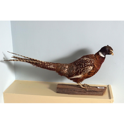 378 - TAXIDERMY: MOUNTED PHEASANT