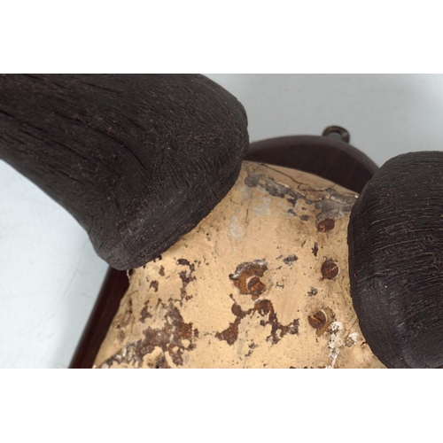 63 - TAXIDERMY: BRINDLED GNU ANTLERS