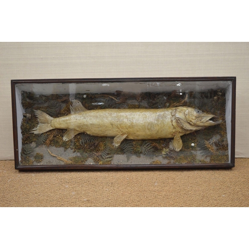 100 - TAXIDERMY: VERY LARGE PIKE