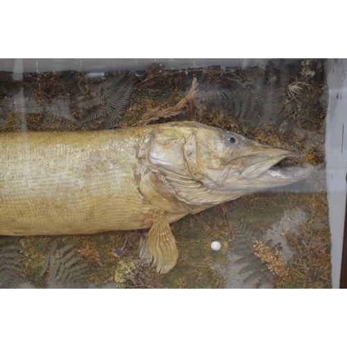 100 - TAXIDERMY: VERY LARGE PIKE