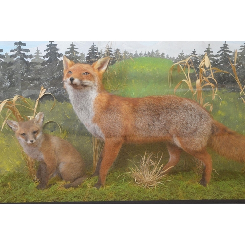 101 - TAXIDERMY: FOX AND CUB