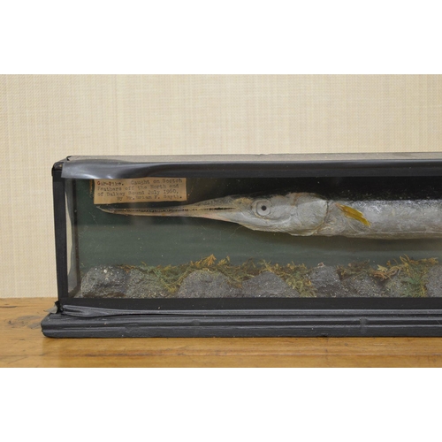 102 - TAXIDERMY: GAR PIKE