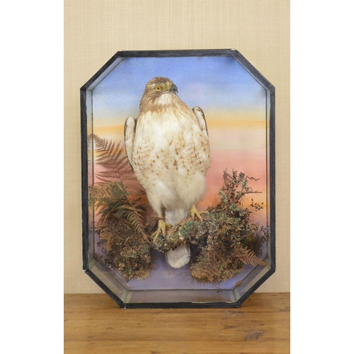 104 - TAXIDERMY: FALCON