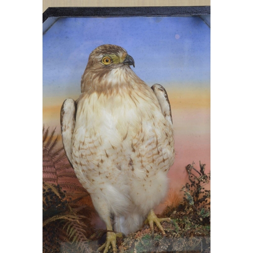 104 - TAXIDERMY: FALCON