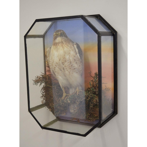 104 - TAXIDERMY: FALCON