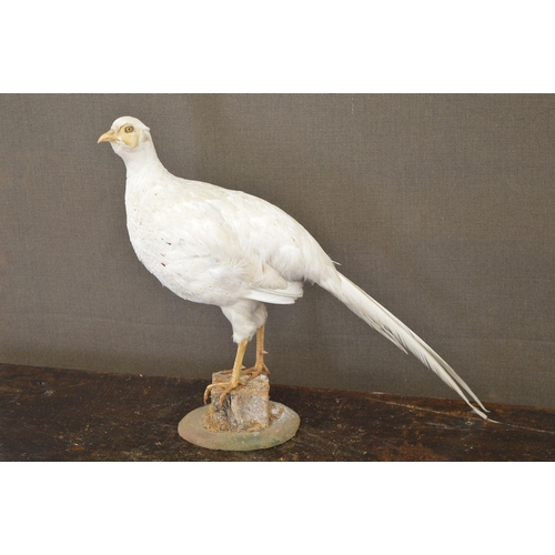 105 - TAXIDERMY: WHITE PHEASANT