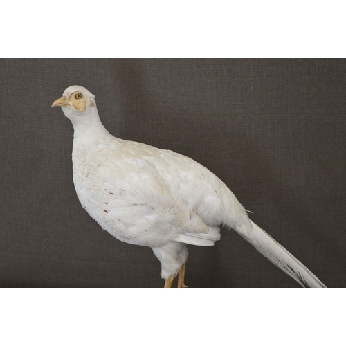 105 - TAXIDERMY: WHITE PHEASANT