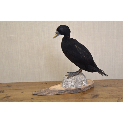 106 - TAXIDERMY: BLACK DUCK