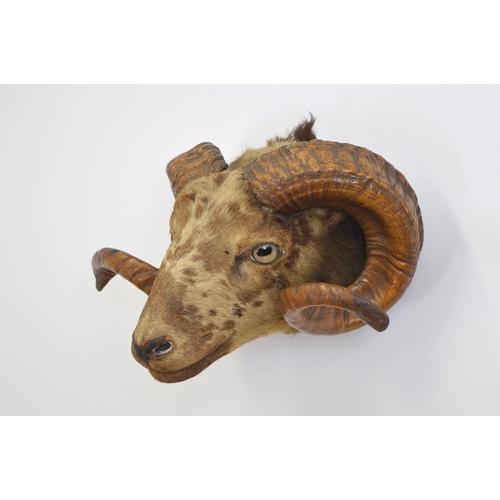 107 - TAXIDERMY: WALL MOUNTED RAM'S HEAD