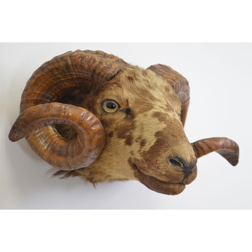 107 - TAXIDERMY: WALL MOUNTED RAM'S HEAD