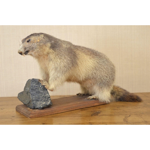 108 - TAXIDERMY: BEAVER