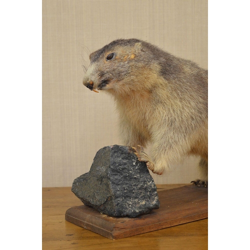 108 - TAXIDERMY: BEAVER