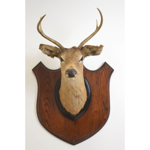 109 - TAXIDERMY: DEER'S HEAD