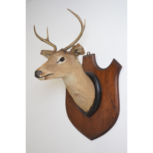 109 - TAXIDERMY: DEER'S HEAD