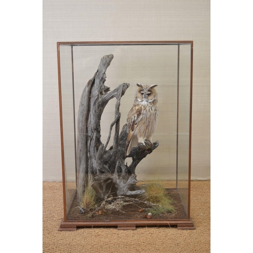 110 - TAXIDERMY: BARN OWL