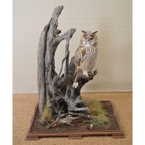 110 - TAXIDERMY: BARN OWL