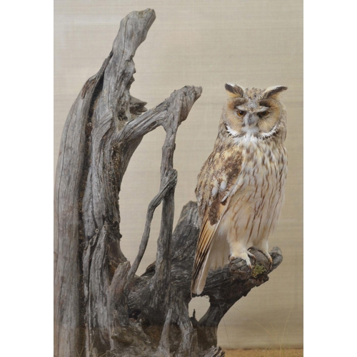 110 - TAXIDERMY: BARN OWL