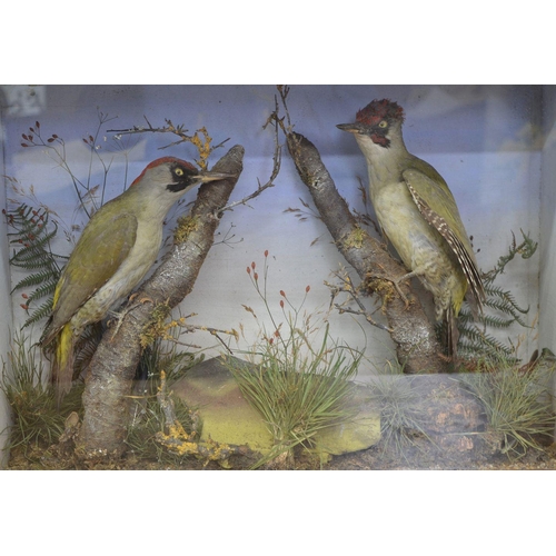 111 - TAXIDERMY: TWO KINGFISHERS