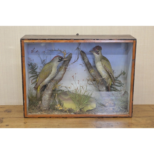 111 - TAXIDERMY: TWO KINGFISHERS