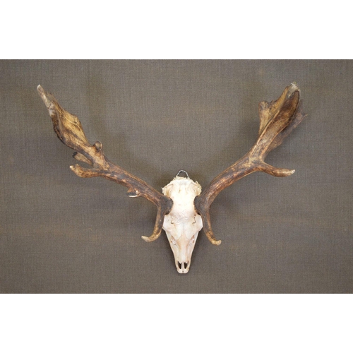 112 - TAXIDERMY: DEER ANTLERS