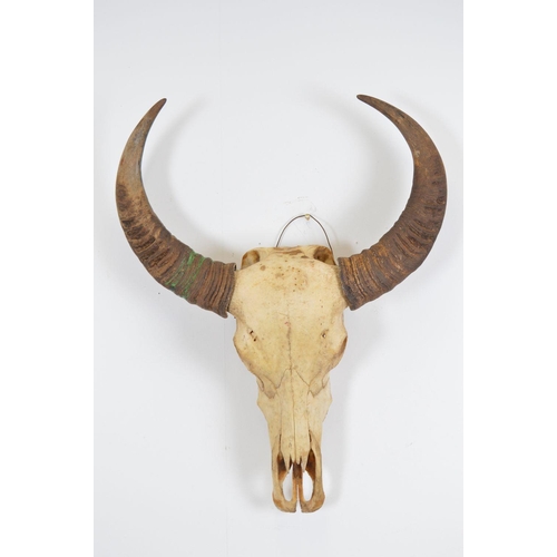 113 - TAXIDERMY: ANCIENT SKULL