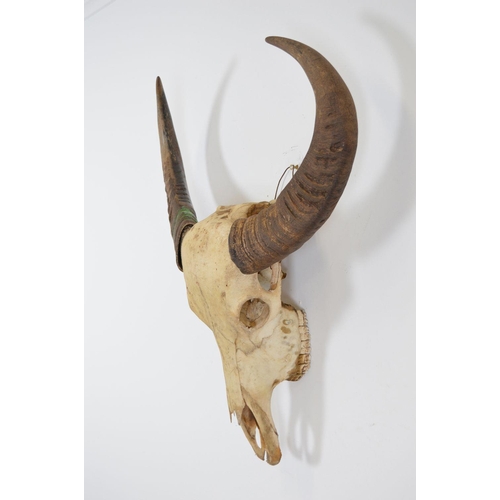 113 - TAXIDERMY: ANCIENT SKULL