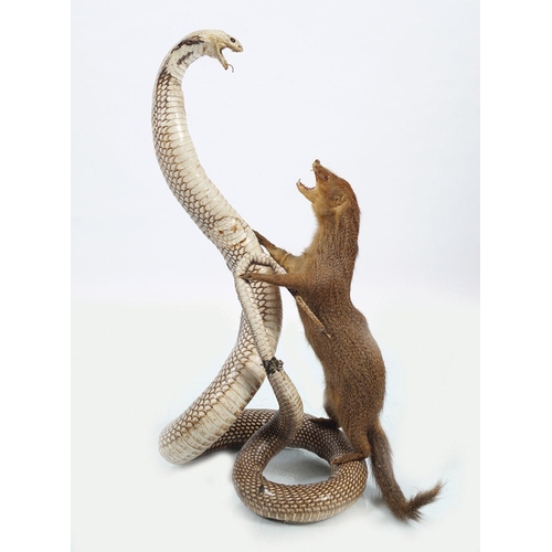 189 - TAXIDERMY: SNAKE AND A FERRET