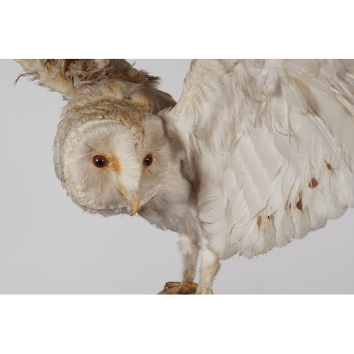 303 - TAXIDERMY: OWL