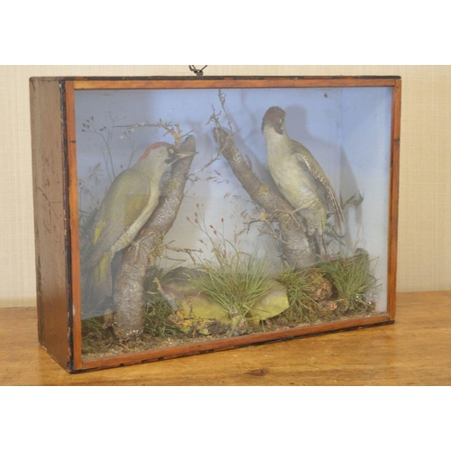 133 - TAXIDERMY: PAIR OF WOODPECKERS