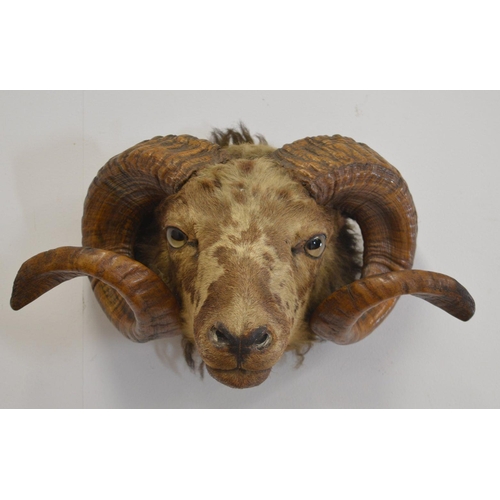 134 - TAXIDERMY: RAM'S HEAD