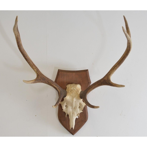 137 - TAXIDERMY: DEER ANTLERS AND SKULL