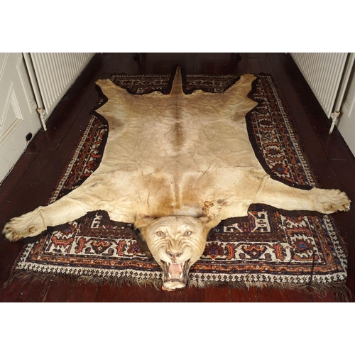 10 - TAXIDERMY: EARLY 20TH-CENTURY LION SKIN RUG