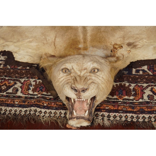 10 - TAXIDERMY: EARLY 20TH-CENTURY LION SKIN RUG