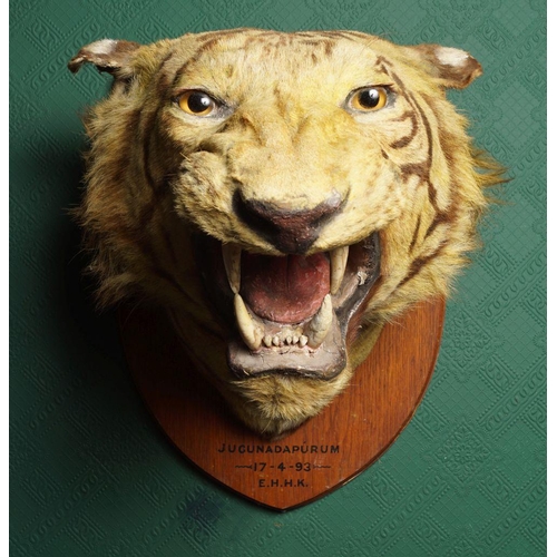 31 - TAXIDERMY: TIGER'S HEAD