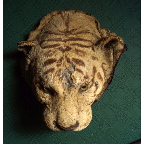 313 - TAXIDERMY: TIGER'S HEAD