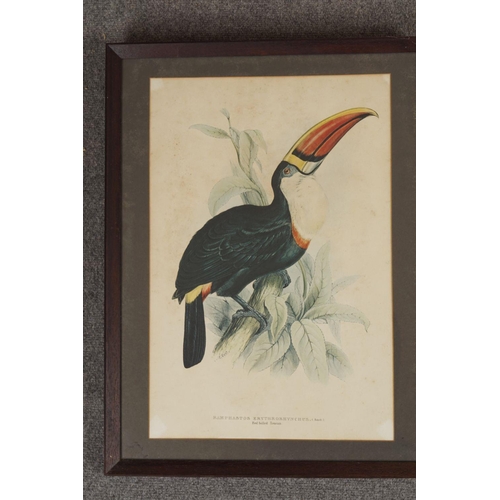 384 - PAIR OF ORNITHOLOGICAL PRINTS