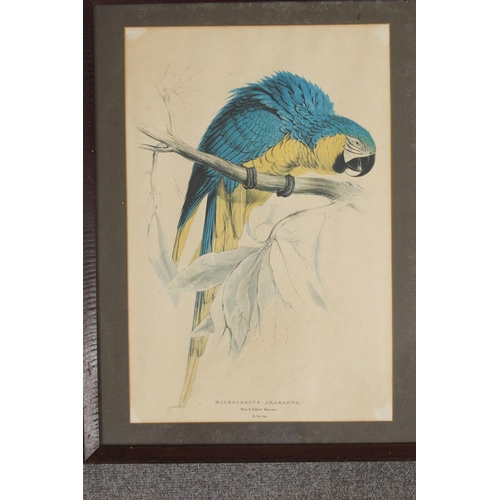 384 - PAIR OF ORNITHOLOGICAL PRINTS