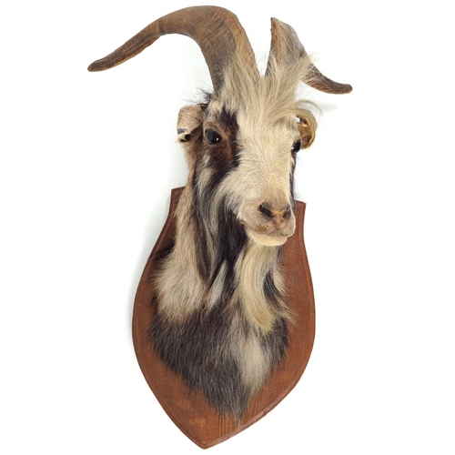 148 - TAXIDERMY: MOUNTED GOAT'S HEAD